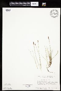 Carex duriuscula image