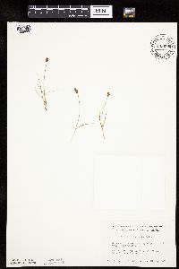 Carex duriuscula image