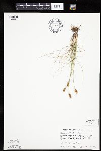 Carex duriuscula image