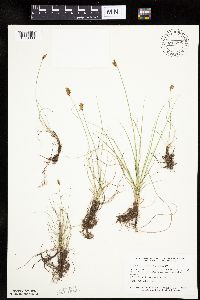 Carex duriuscula image