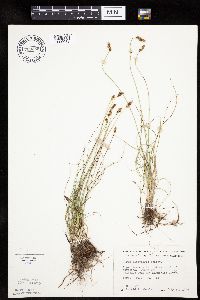 Carex duriuscula image