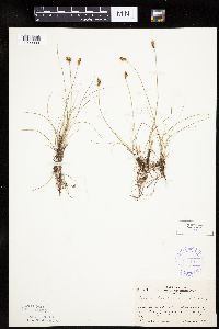 Carex duriuscula image