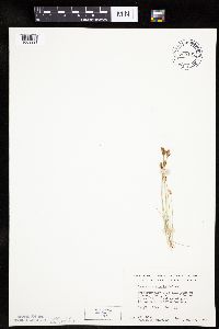 Carex duriuscula image