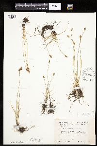 Carex duriuscula image