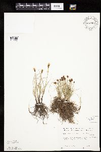 Carex duriuscula image