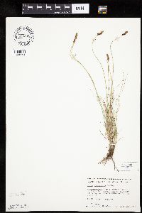 Carex duriuscula image