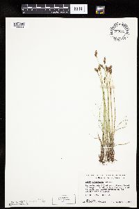 Carex duriuscula image