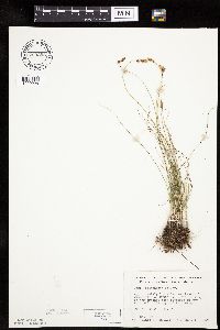 Carex duriuscula image