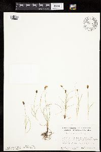 Carex duriuscula image