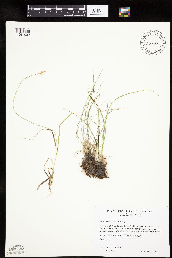 Carex duriuscula image