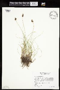 Carex duriuscula image