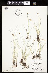 Carex duriuscula image