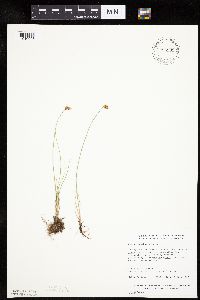Carex duriuscula image