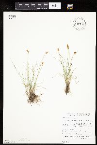 Carex duriuscula image
