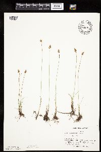 Carex duriuscula image