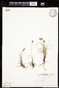 Carex duriuscula image