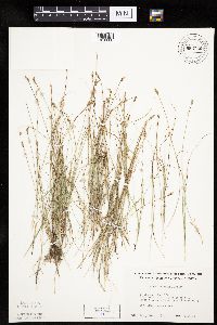 Carex duriuscula image