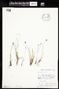 Carex duriuscula image