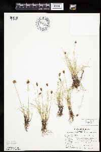 Carex duriuscula image
