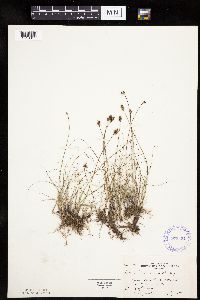 Carex duriuscula image