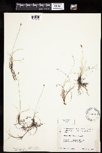 Carex duriuscula image