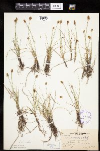 Carex duriuscula image