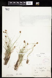 Carex duriuscula image