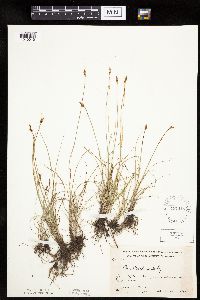 Carex duriuscula image
