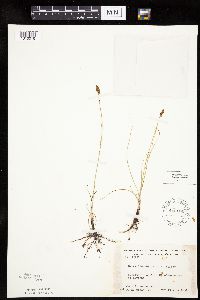 Carex duriuscula image