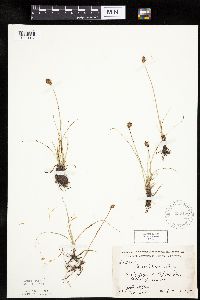 Carex duriuscula image