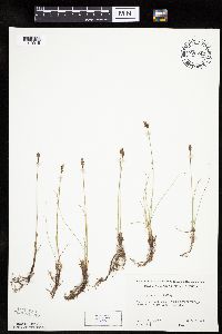 Carex duriuscula image