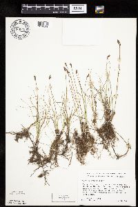 Carex duriuscula image