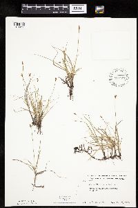 Carex duriuscula image