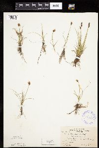 Carex duriuscula image