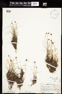 Carex duriuscula image