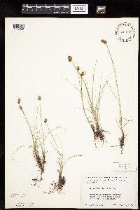 Carex duriuscula image
