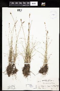 Carex duriuscula image