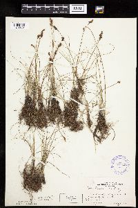 Carex duriuscula image