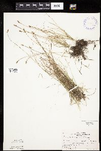 Carex duriuscula image
