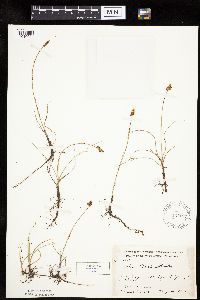 Carex duriuscula image