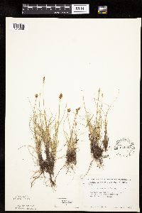 Carex duriuscula image