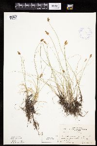Carex duriuscula image