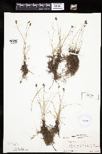 Carex duriuscula image