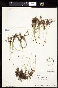 Carex duriuscula image