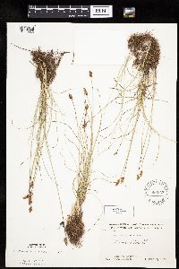 Carex duriuscula image