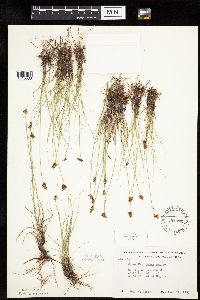 Carex duriuscula image