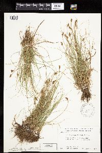Carex duriuscula image