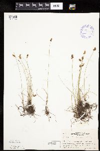 Carex duriuscula image