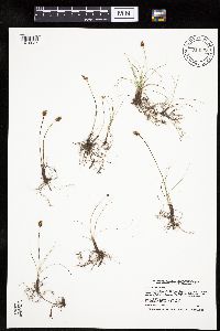 Carex duriuscula image