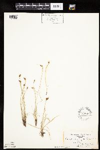 Carex duriuscula image